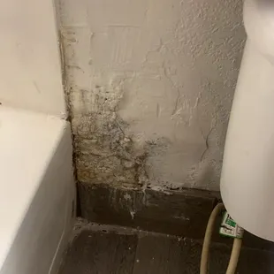 Whatever this nasty crap is on the wall