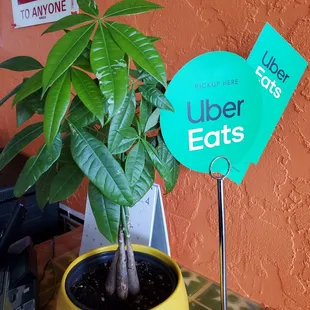 a plant in a yellow pot
