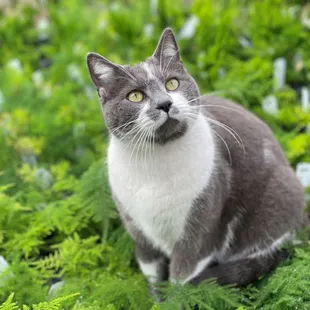 Resident kitty at Pemberton's Greenhouses, Lexington, KY