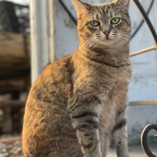 One of Pemberton's Greenhouses' resident felines. Lexington, KY