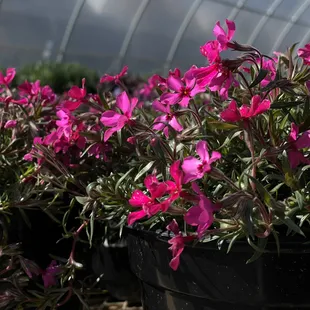 Dianthus and other blooming spring perennials at Pemberton's Greenhouses, Lexington, KY