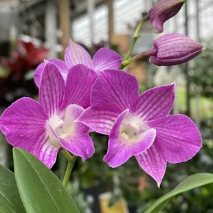 Orchids at Pemberton's Greenhouses, Lexington, KY