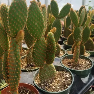 Cactus at Pemberton's Greenhouses