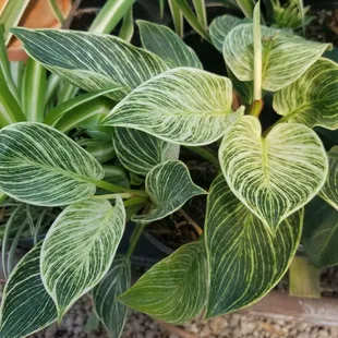 Philodendron Birkin at Pemberton's Greenhouses