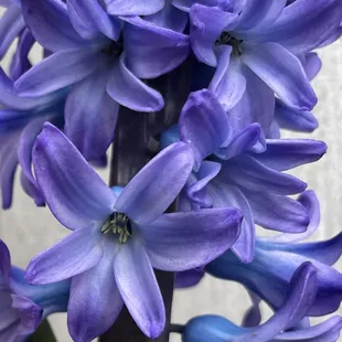 Hyacinths at Pemberton's Greenhouses, Lexington, KY