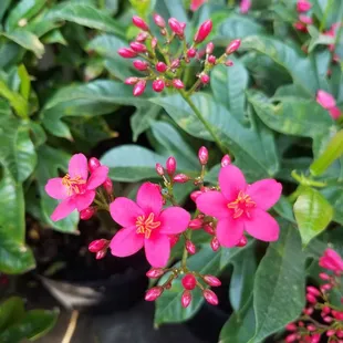 Ixora shrub at Pemberton's Greenhouses