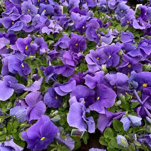 Pansies at Pemberton's Greenhouses, Lexington, KY