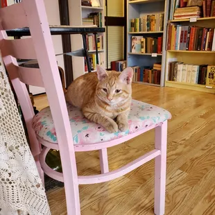 Scrapper loves the shop too!