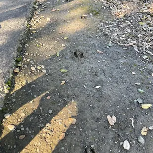 Tracks! Possibly deer?