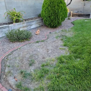 Before dead grass removal and replacement with new top soil