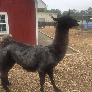 The llama was just walking around.