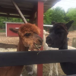 Alpacas , very cute and friendly