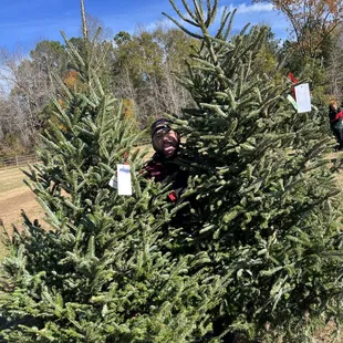 2 Perfect Fraser Firs - one on left was $100, right was $125