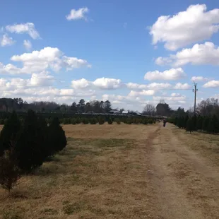 Another view of the farm.