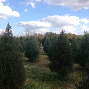The farm,  lots and lots of trees