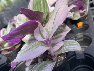 Wilson's Nursery & Garden Center