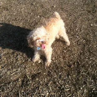 Seymour dog