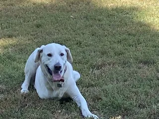 Leawoof Dog Park