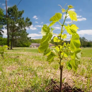 Grape Vines growing on-site.