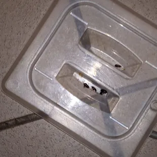 Rat poop on a lid used for hot food