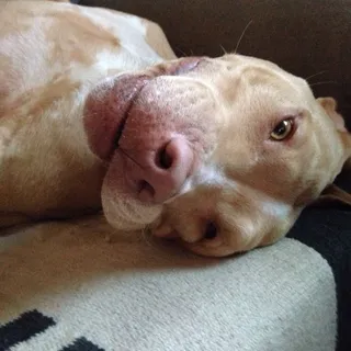 Nash G.
