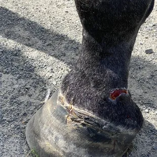 My filly's damaged hood and leg!