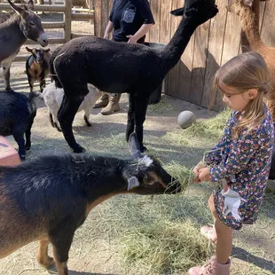 Petting zoo had alpacas, goats and donkeys.