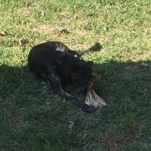 This bone is only $2 and my dogs love it! Better then spending the $20 for a bone at the pet store