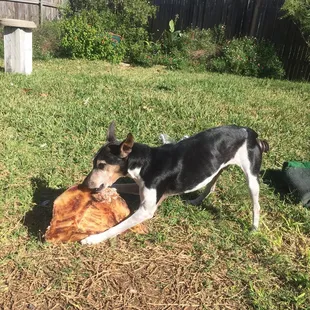 My little one enjoys an enormous bone for only $2!