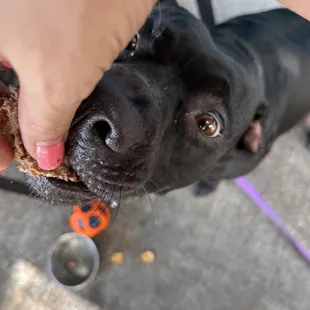 Had to give pups some lunch