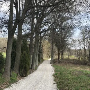 a gravel road lined with trees