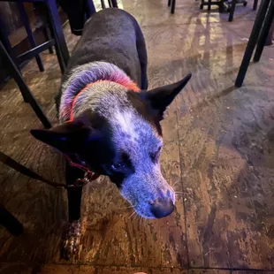 a dog standing in front of a table