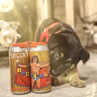 a puppy sniffing two cans of beer