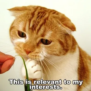 Kucing G.