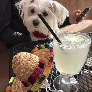 Allows dogs on the patio