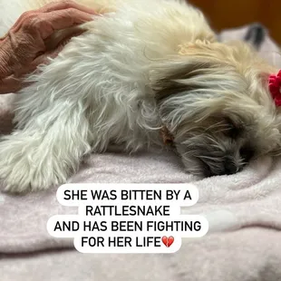 We had NO idea she had been bitten because we couldn&apos;t see a bite and she never yelped or cried..she just got so lethargic so fast. ‍