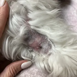 If you EVER see your dog favoring a part of its body and they involuntarily poop and become lethargic, GO TO THE EMERGENCY ER IMMEDIATELY!