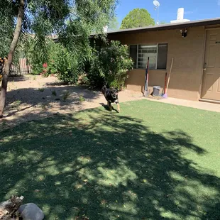 The back yard has a lot of space for playing