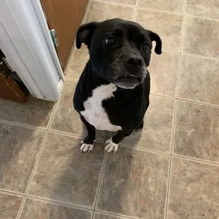 Winston is such a sweet boy, Him and I have become buddies
