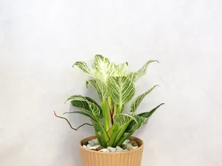 Casas Adobes Flower Shop