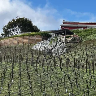 Winter at Perfusion Vineyard. Organic pinot noir and Tuscan olive oil