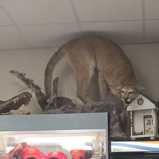 Cougar
