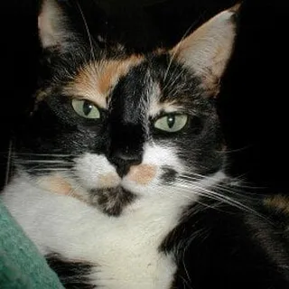 Amy L.