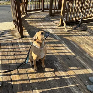 The patio is very pet-friendly.