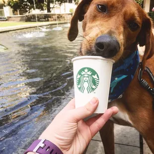 Enjoying his puppacino by the fountain in Magnolia Park
