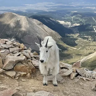 a mountain goat standing on top of a mountain