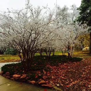 Lovely trees, great park, playground kids love and annual events such as Mesta Festa and a home tour.