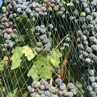 a bunch of grapes on the vine