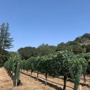 rows of grape plants