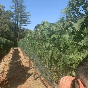 a man taking a picture of a vineyard